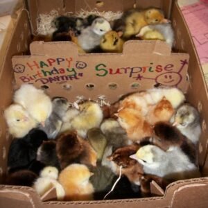 Decorated Shipping Box
