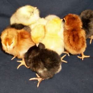 Sustainable Chicken Prepper Special