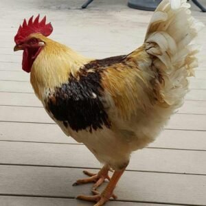 Golden Comet Chicken