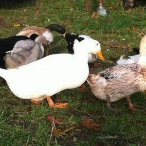 Hatchery Choice Ducks