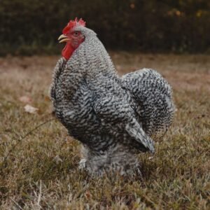 Barred Cochin Standard Chicken