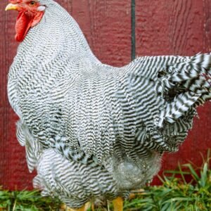 Barred Plymouth Rock Exhibition Type