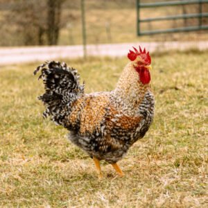 Bielefelder Chicken