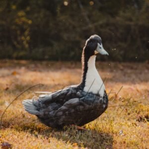 Blue Swedish Duck