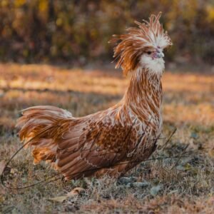 Buff Laced Polish Chicken