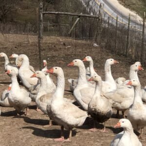 Cackle Barn Yard Geese