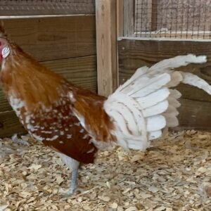 Chamois Spangled Appenzeller Spitzhauben