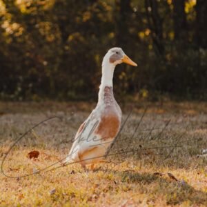Fawn and White Runner Ducks