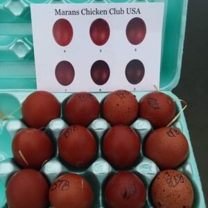 French Black Tailed Red Marans Hatching Eggs