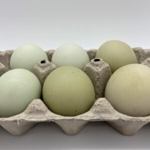 Green Egger™ Hatching Eggs