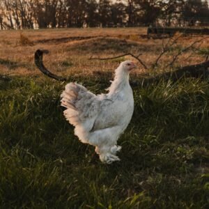 Isabel Brahma Chicken
