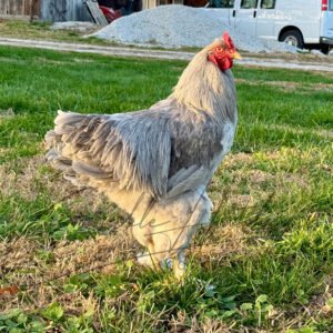 Lavender Brahma Chicken