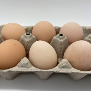 Lavender Orpington Hatching Eggs