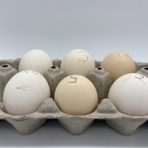 Silver Duckwing Old English Standard Hatching Eggs