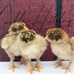 Partridge Brahma Chicken
