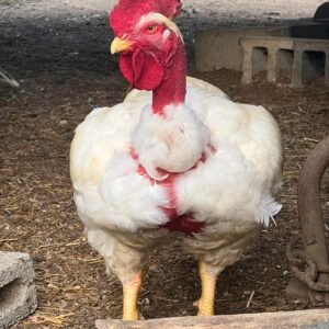 Pioneer Broiler