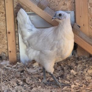 Zombie Chicken