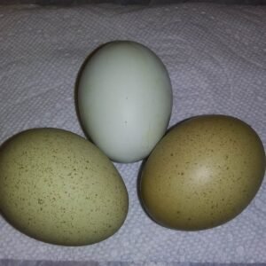 Olive Speckled Egger™