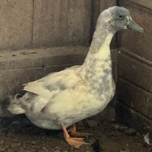 Male Welsh Harlequins Ducks