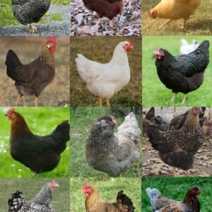 Hatchery Choice Geese Surplus