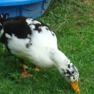 Ancona Ducks