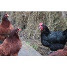 Weekly Special Assorted Heavy Females Hatchery Choice