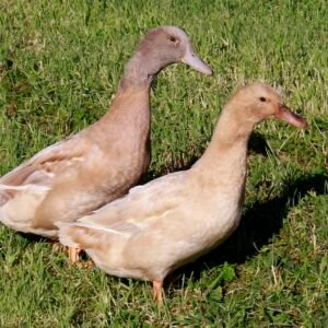 Buff Duck