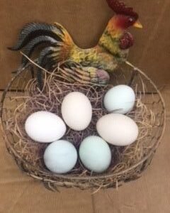 Hatchery Choice Bantam Hatching Eggs