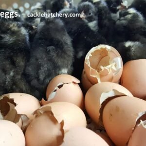 Barred Rock Hatching Eggs