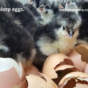 Black Australorp Hatching Eggs