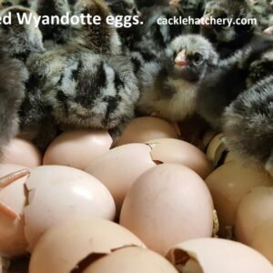 Black Laced Silver Wyandottes Hatching Eggs