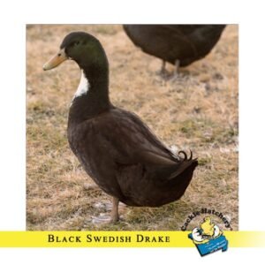Black Swedish Ducks
