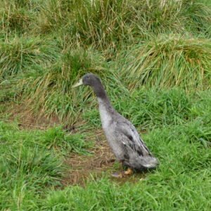 Blue Runner Duck