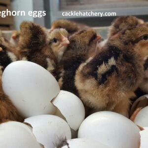 Brown Leghorn Hatching Eggs