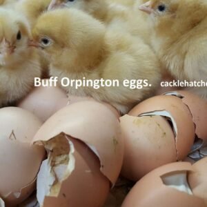 Buff Orpington Hatching Eggs