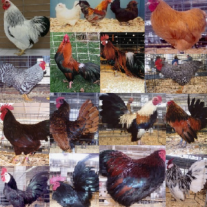 Clean Leg Bantam Assortment Special