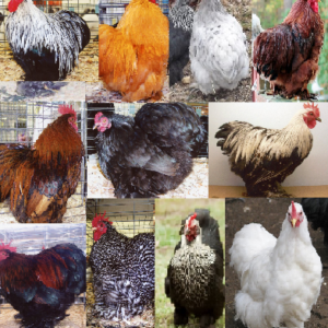 Cochin Bantam Special