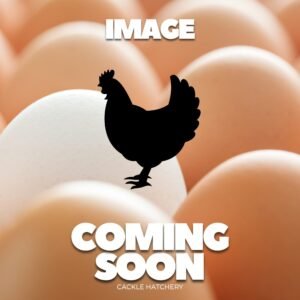 Female Buff Laced Brahma Chicken