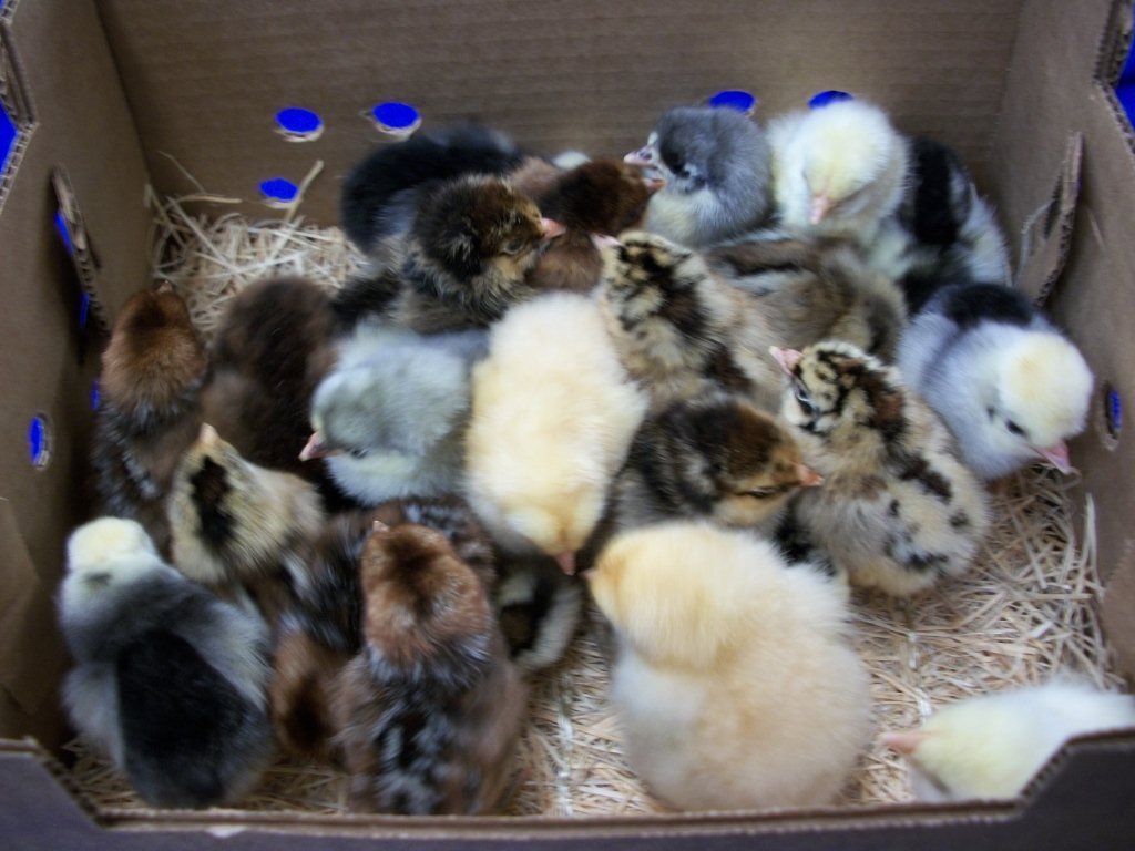 Rare Chick Special - Image 5