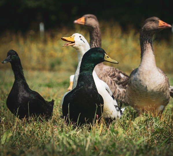 Waterfowl Special - Image 10