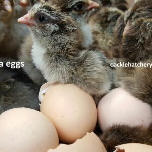 Dark Brahma Hatching Eggs