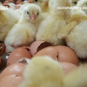 Delaware Hatching Eggs