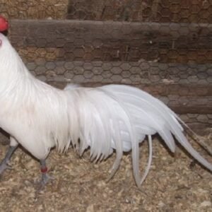 White Phoenix Standard Chicken