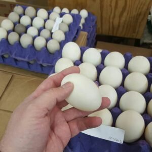 Hatchery Choice Duck Hatching Eggs