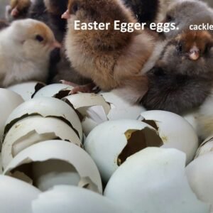 Easter Egger Hatching Eggs