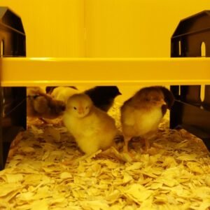 EcoGlow 20 Chick Brooder