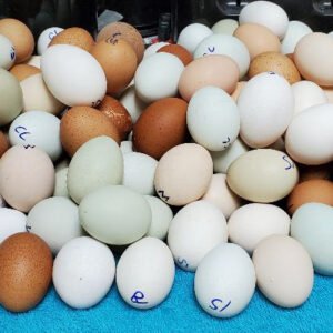 Liege Fighters Hatching Eggs