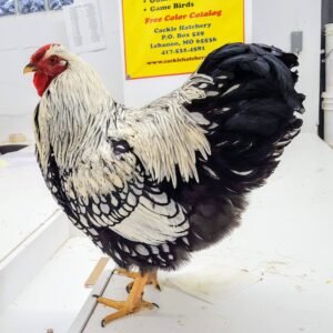 Silver Laced Wyandotte Chicken (Exhibition Type)
