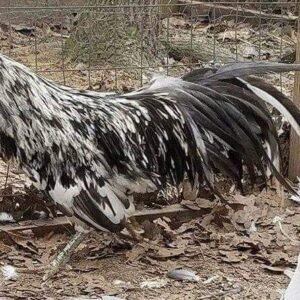 Splash Sumatra Chicken