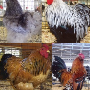 Feather Footed Bantam Assortment Special